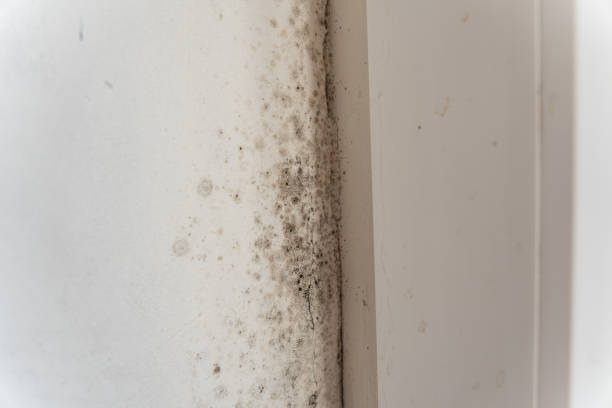 Best Commercial Mold Inspection  in Sunset Hills, MO